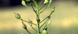 camelina_biodiesel_camelina_biocarburante_camelina_pianta_bioenergetica_semi_camelina_oli_mangime_camelina_biodiesel_4