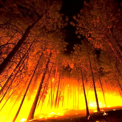 energia_elettrica_alberi_energia_elettrica_albero_prevenire_incendi_prevenire_incendio_energia_alberi_3