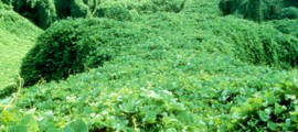 kudzu_etanolo_kudzu_biocarburante_kudzu_pianta_infestante_kudzu_bioenergetica_kudzu_coltivazione_kudzu_fibre_tessili_kudzu_3