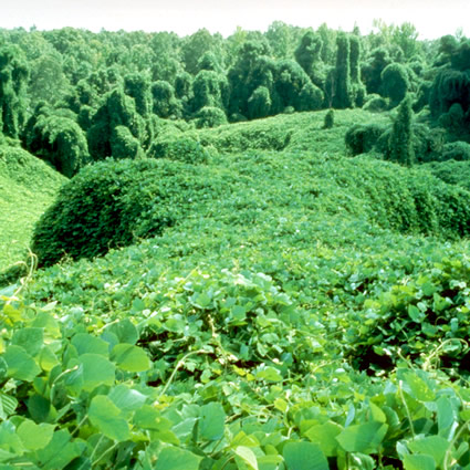 kudzu_etanolo_kudzu_biocarburante_kudzu_pianta_infestante_kudzu_bioenergetica_kudzu_coltivazione_kudzu_fibre_tessili_kudzu_3