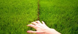 verde_verticale_ustatic_erba_muro_verde_ustatic_giardino_verticale_erba_verticale_ustatic_depurazione_aria_innovazione_tencologia_sostenibile_4