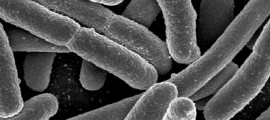 e_coli_ecoli_biocarburante_ingegneria_genetica_ecoli_biocarburanti_quarta_generazione_batteri_biocarburanti_1