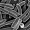 e_coli_ecoli_biocarburante_ingegneria_genetica_ecoli_biocarburanti_quarta_generazione_batteri_biocarburanti_1