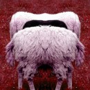 ogm_monsanto_alimentazione_ogm_organismi_geneticamente_modificati_4