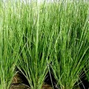 vetiver_agricoltura_open_source_vetiver_agricoltura_sostenibile_vetiver_biomassa_co2_vetiver_carbonio_4