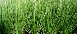 vetiver_agricoltura_open_source_vetiver_agricoltura_sostenibile_vetiver_biomassa_co2_vetiver_carbonio_4