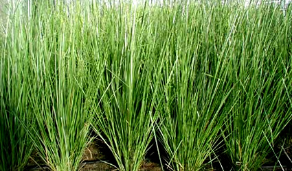 vetiver_agricoltura_open_source_vetiver_agricoltura_sostenibile_vetiver_biomassa_co2_vetiver_carbonio_4