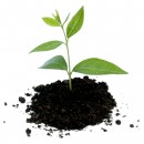 biochar_carbone_agricolo_unccd_biochar_carbone_agricolo_agricoltura_1