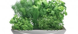 agricoltura_aeroponica_agricoltura_in_casa_aerogarden_aerogrow_agricoltura_aeroponica_1