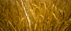 agricoltura_intensiva_azoto_biodiversita_nitriti_nitrati_inquinamento_acque_inquinamento_idrico_2
