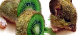 ogm_africa_usa_colture_geneticamente_modificate_ogm_africa_usa_pacchetto_aiuti_carenza_alimenatare_3 (1)