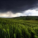 alberese_agricoltura_sostenibile_polo_agricoltura_sostenibile_toscana_polo_agroalimentare_sostenibile_arsia_7