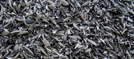 biochar_congo_biochar_carbone_agricolo_biochar_terra_preta_4