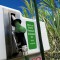 etanolo_biomassa_energia_elettrica_trasporto_sostenibile_etanolo_biomassa_biocarburanti_3