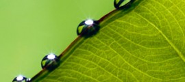 biomimesi_foglie_artificiali_biomimesi_produzione_energia_foglie_artificiali_biomimesi_energia_rinnovabile_3