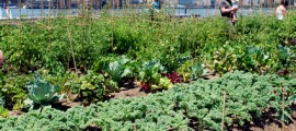 fattoria_urbana_agricoltura_urbana_fattorie_urbane_agricoltura_biologica_urbana_fattoria_citta_1
