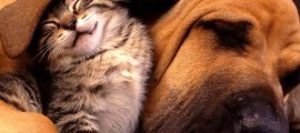 cani_gatti_antiecologici_animali_domestici_energia_4