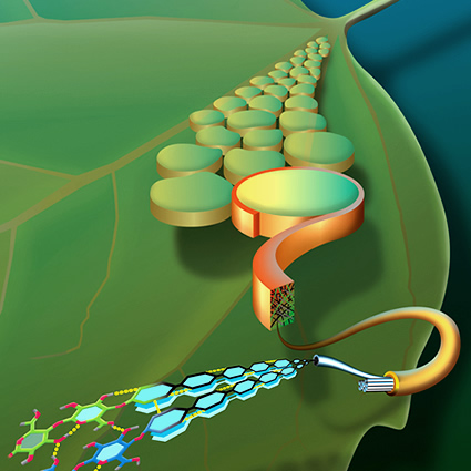 etanolo_cellulosa_zeachem_etanolo_biocarburanti_cellulosa_2