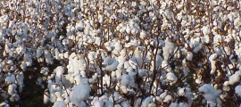 cotone, better cotton initiative