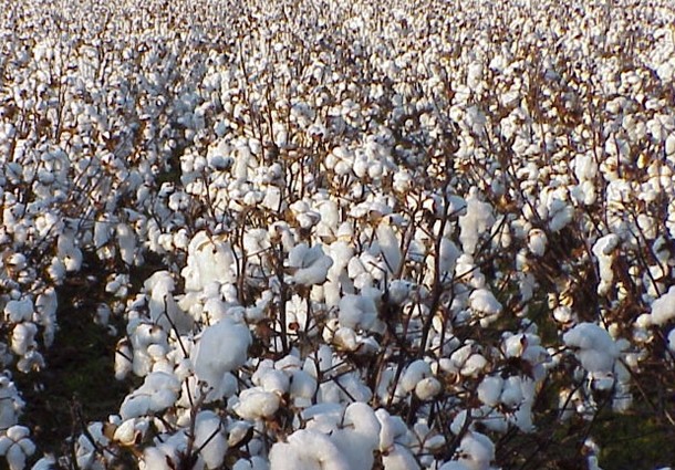 cotone, better cotton initiative