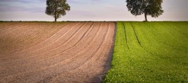 confagricoltura, energia da biomassa, agroenergia