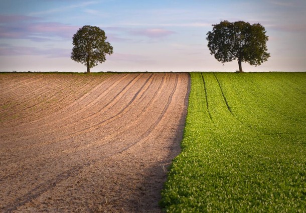 confagricoltura, energia da biomassa, agroenergia