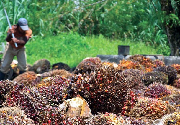 olio di palma, olio di palma norvegia, norvegia olio di palma