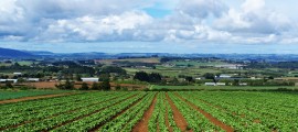 agricoltura sostenibile, green economy