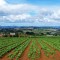 agricoltura sostenibile, green economy
