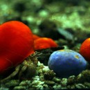 biosilice_cnr_spugne_biosilice_1