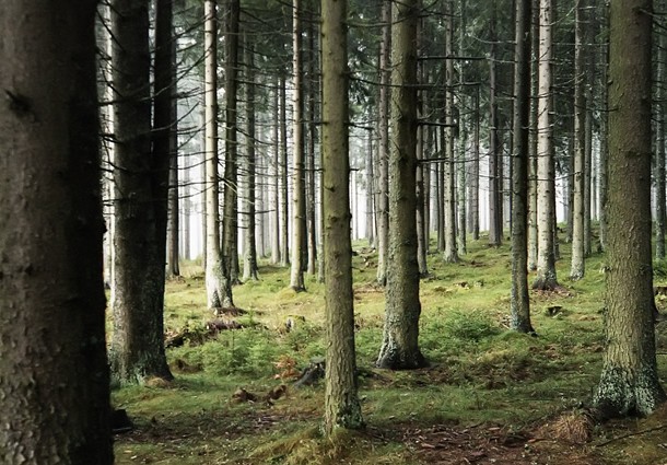 compensazioni ambientali