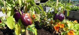 agricoltura urbana in palestina