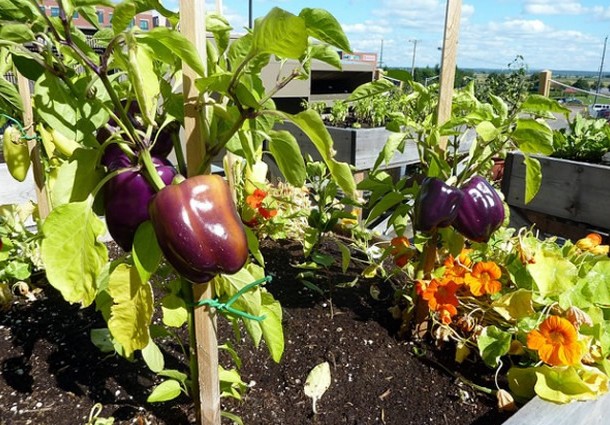 agricoltura urbana in palestina