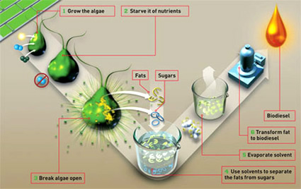 produzione biocarburante, produzione biodiesel, alga