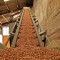 energia da biomassa, monitoring biomassa, biomassa, biomassa cnr