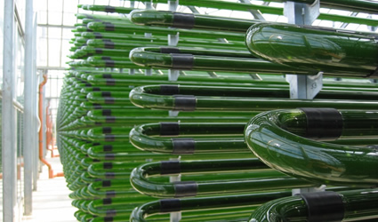 alghe, biodiesel dalle alghe, biocarburanti trend 2013