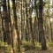 biomasse bosco
