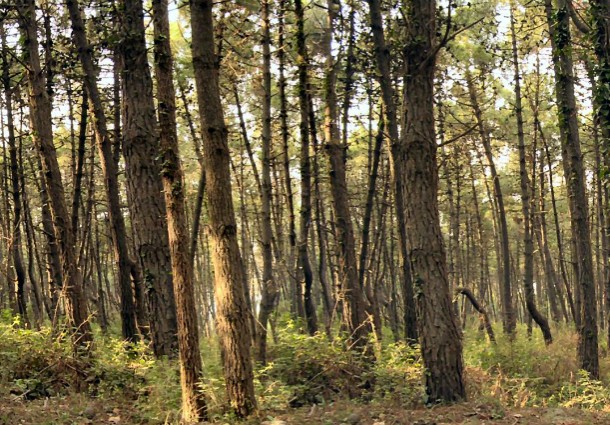 biomasse bosco