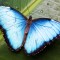 Biomimesi-farfalla