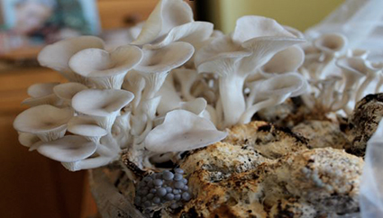 Funghi da caffe