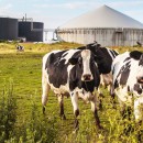 biogas,-impianti-biogas,-energie-rinnovabili