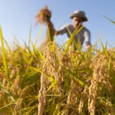 Terre Originali, Giovani Imprenditori Agricoli