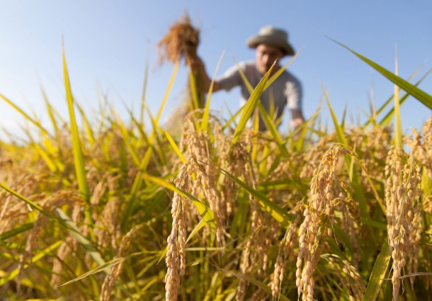 Terre Originali, Giovani Imprenditori Agricoli