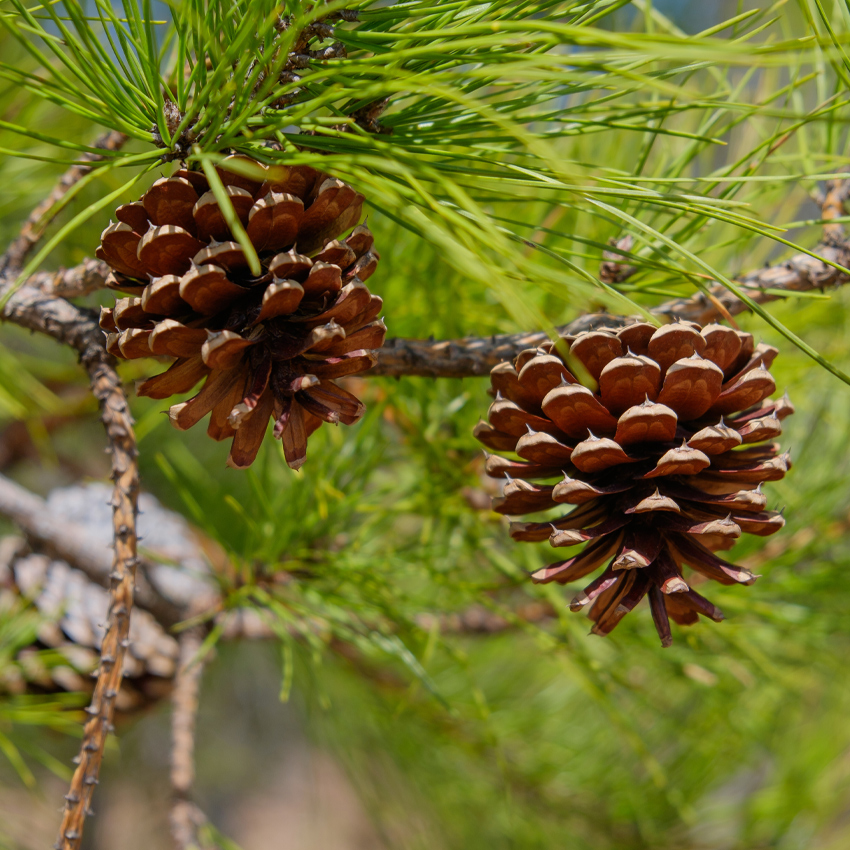 Pino Marittimo (Pinus pinaster)