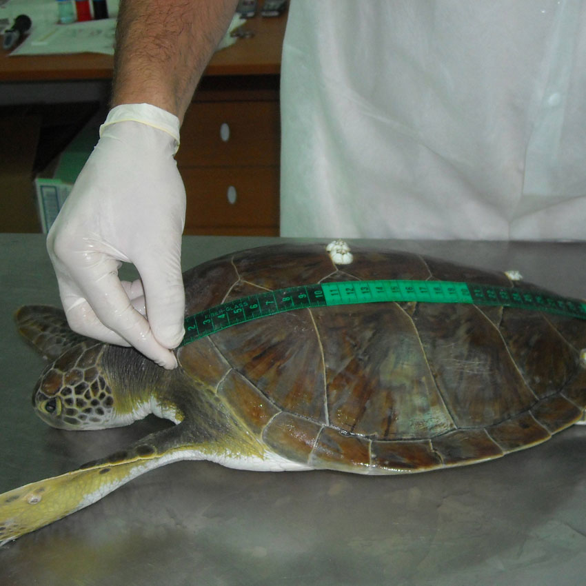 Tartarughe verdi (Chelonia Mydas)