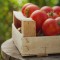 Pomodori a Rischio Causa Alte Temperature