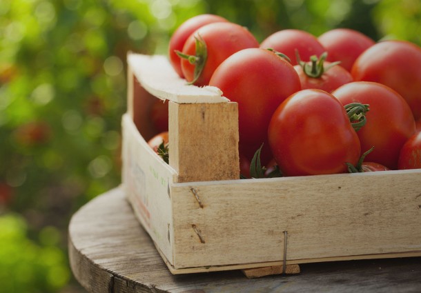 Pomodori a Rischio Causa Alte Temperature