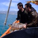 500 Tartarughe Marine salvate a Manfredonia