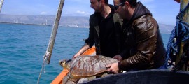 500 Tartarughe Marine salvate a Manfredonia