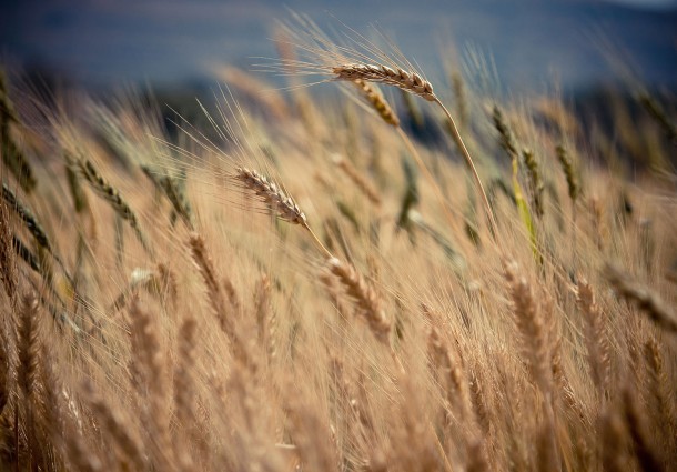 Economia Circolare Applicata all’Agricoltura